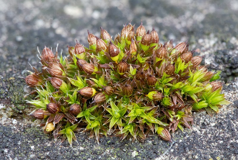 Orthotrichum Moss photo 2