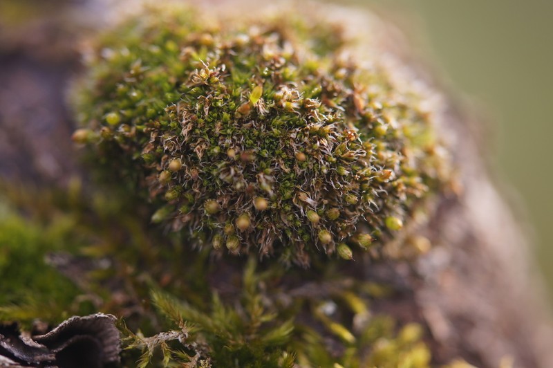 Orthotrichum Moss photo 3