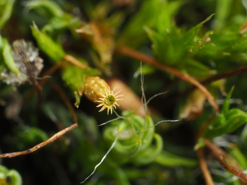 Orthotrichum Moss photo 4