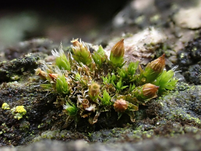 Orthotrichum Moss photo 5