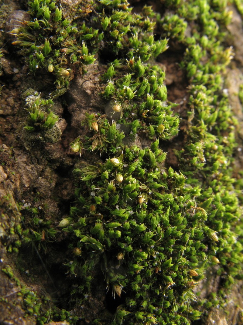 Orthotrichum Moss photo 6