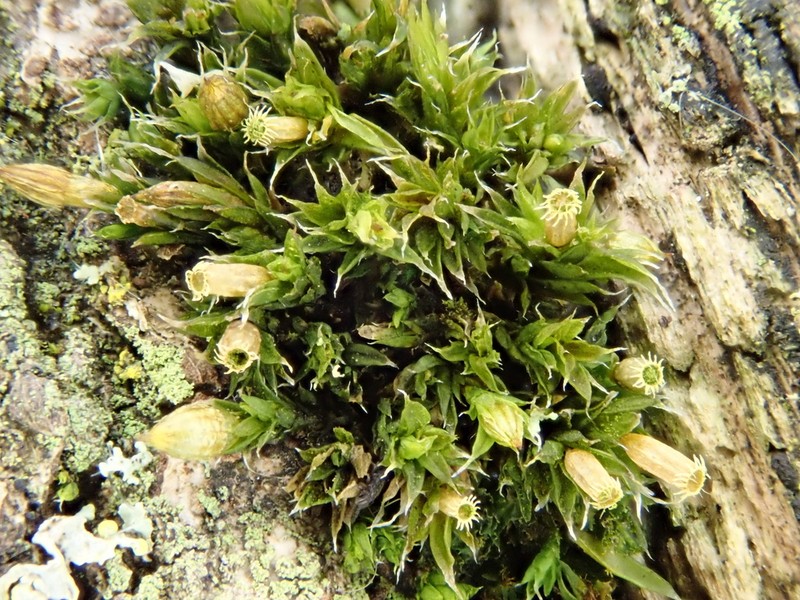 Orthotrichum Moss photo 7