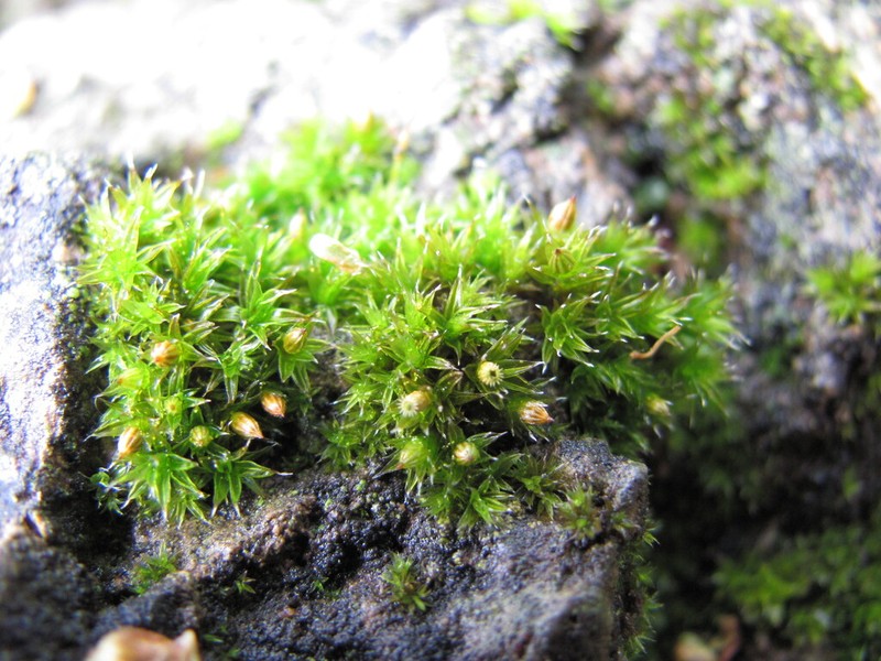 Orthotrichum Moss photo 8