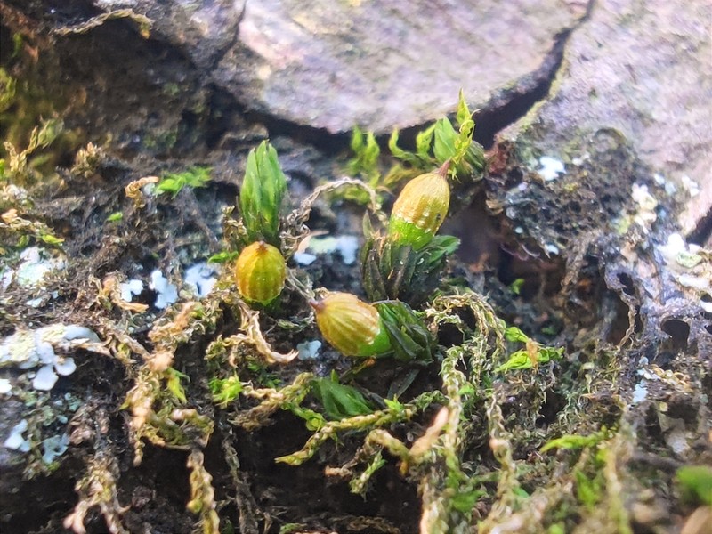 Orthotrichum Moss