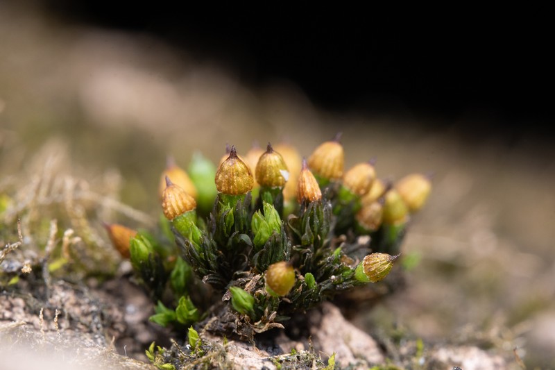Orthotrichum Moss photo 2