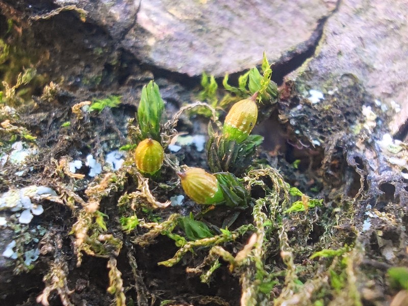 Orthotrichum Moss photo 3