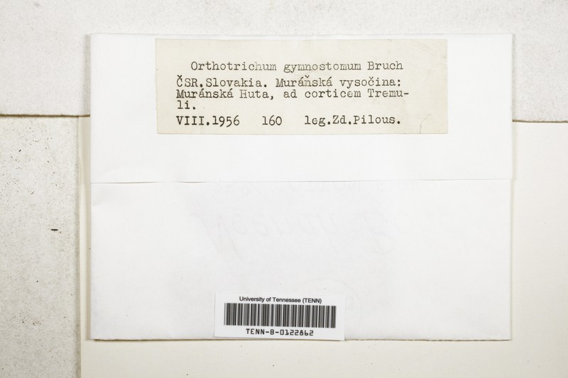 Orthotrichum Moss photo 7