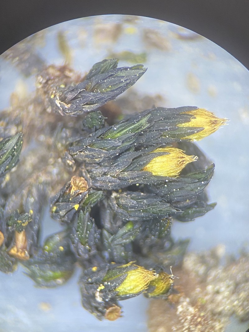 Hall's Orthotrichum Moss photo 2