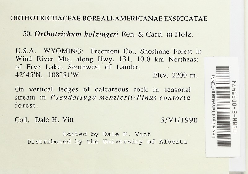 Holzinger's Orthotrichum Moss photo 6