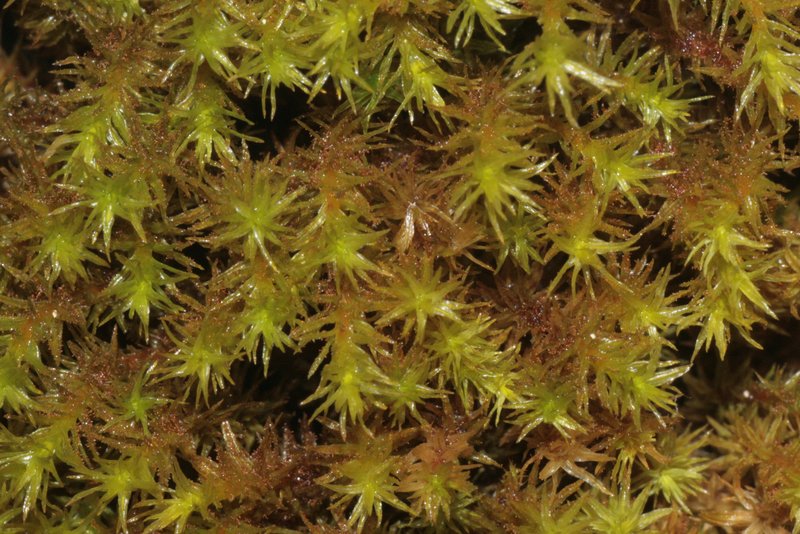 Lyell's Orthotrichum Moss