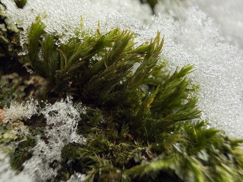 Lyell's Orthotrichum Moss photo 2