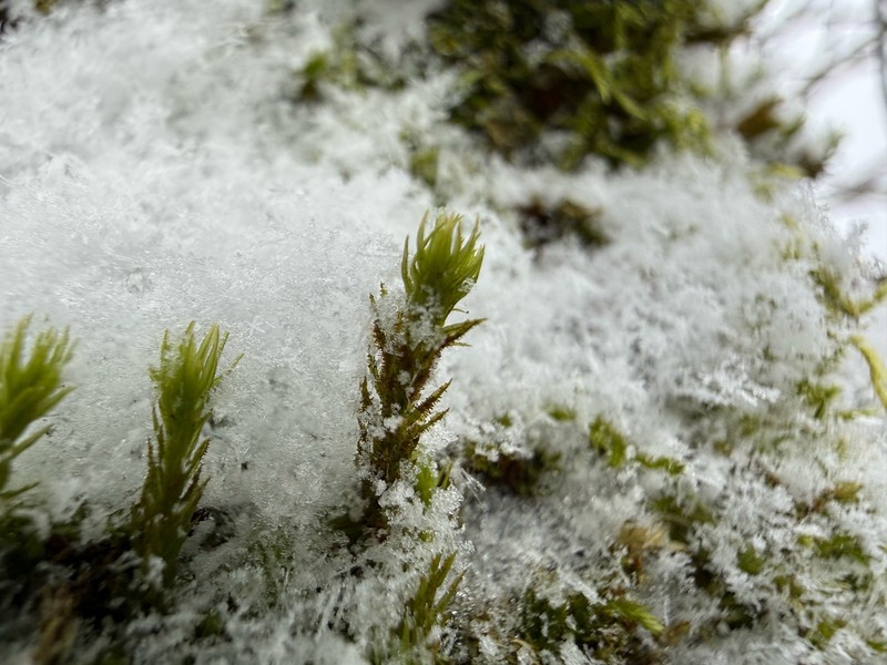 Lyell's Orthotrichum Moss photo 3