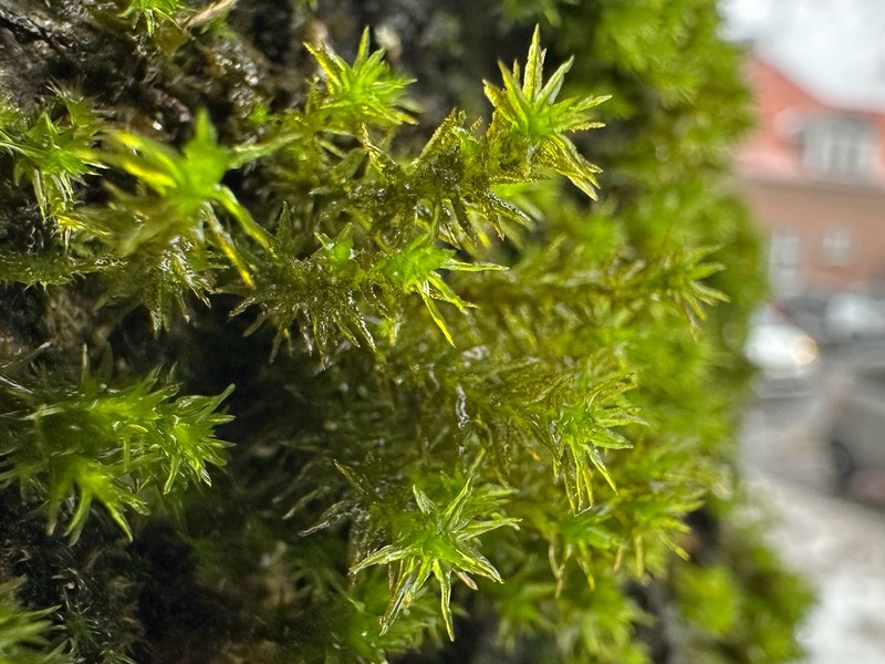 Lyell's Orthotrichum Moss photo 4
