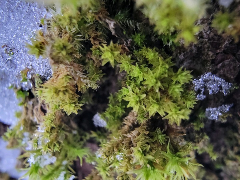 Obtuseleaf Aspen Moss