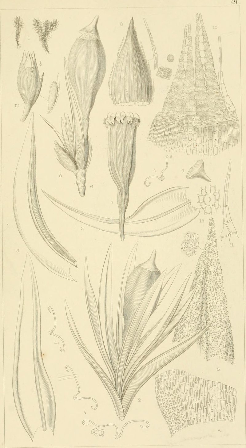 Ohio Orthotrichum Moss