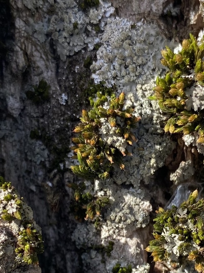 Ohio Orthotrichum Moss
