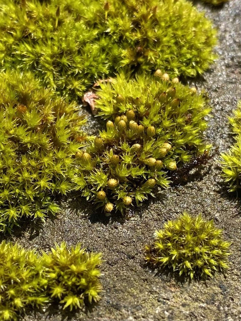 Ohio Orthotrichum Moss photo 2