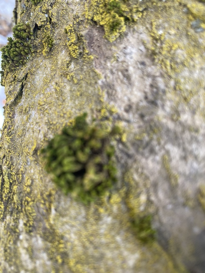 Ohio Orthotrichum Moss photo 3