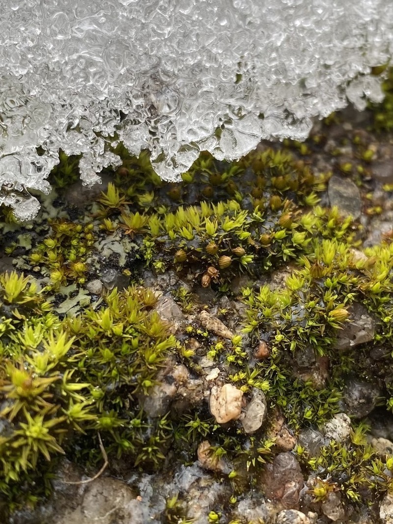 Ohio Orthotrichum Moss photo 4