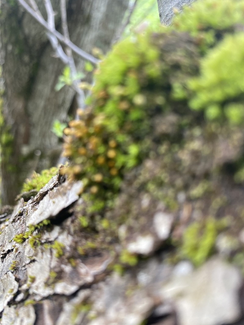 Ohio Orthotrichum Moss photo 5