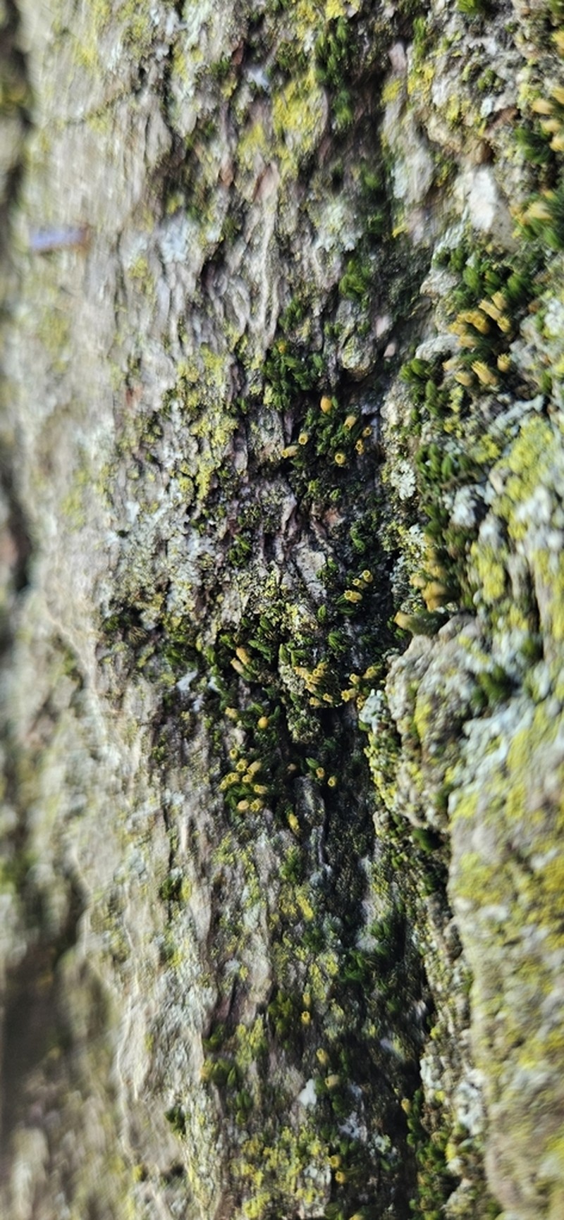 Ohio Orthotrichum Moss photo 6