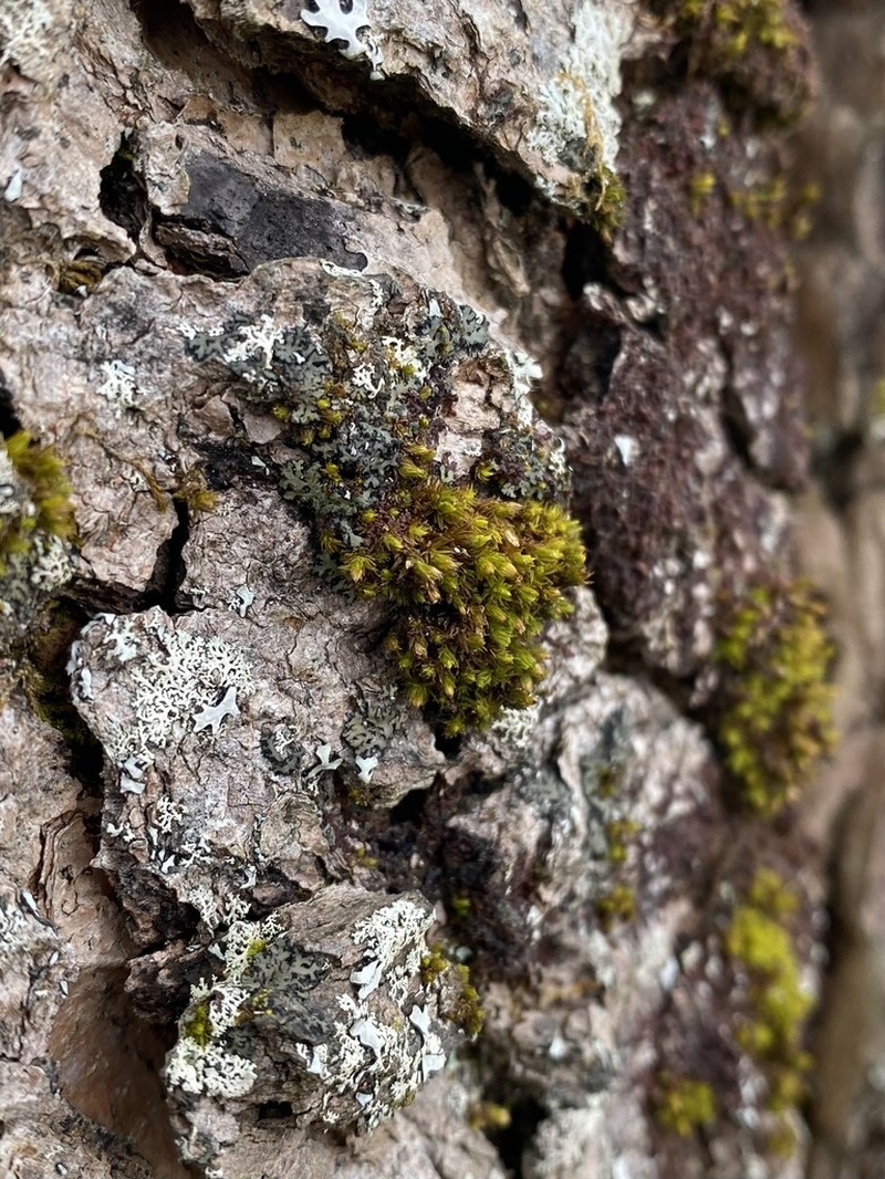 Ohio Orthotrichum Moss photo 7