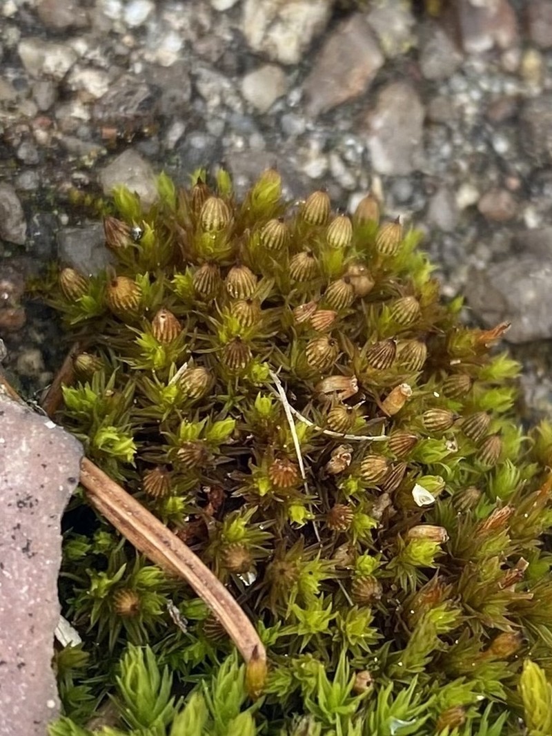 Ohio Orthotrichum Moss photo 8