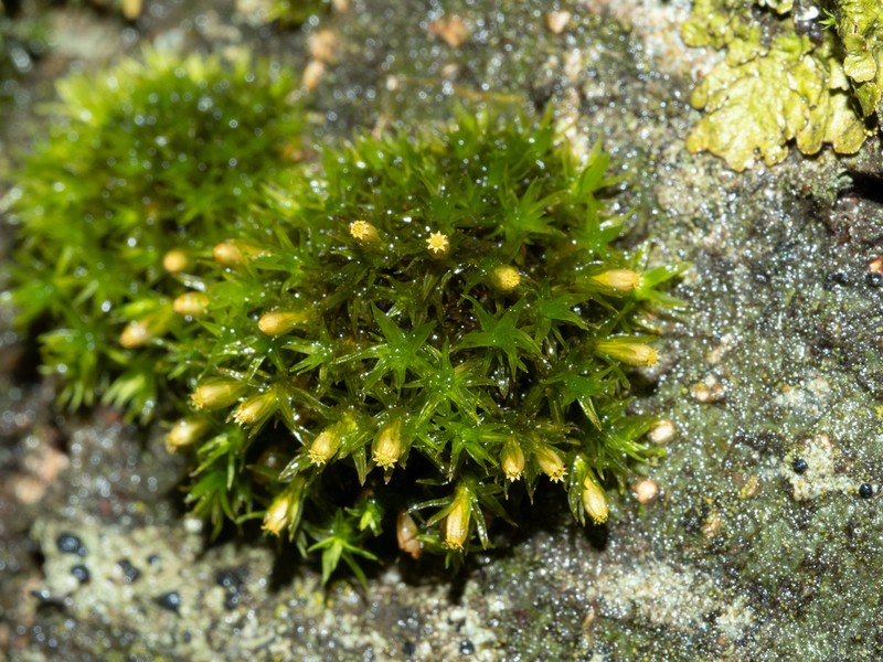 Orthotrichum Moss