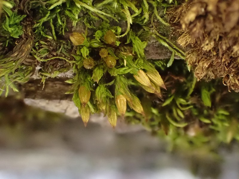 Orthotrichum Moss photo 2