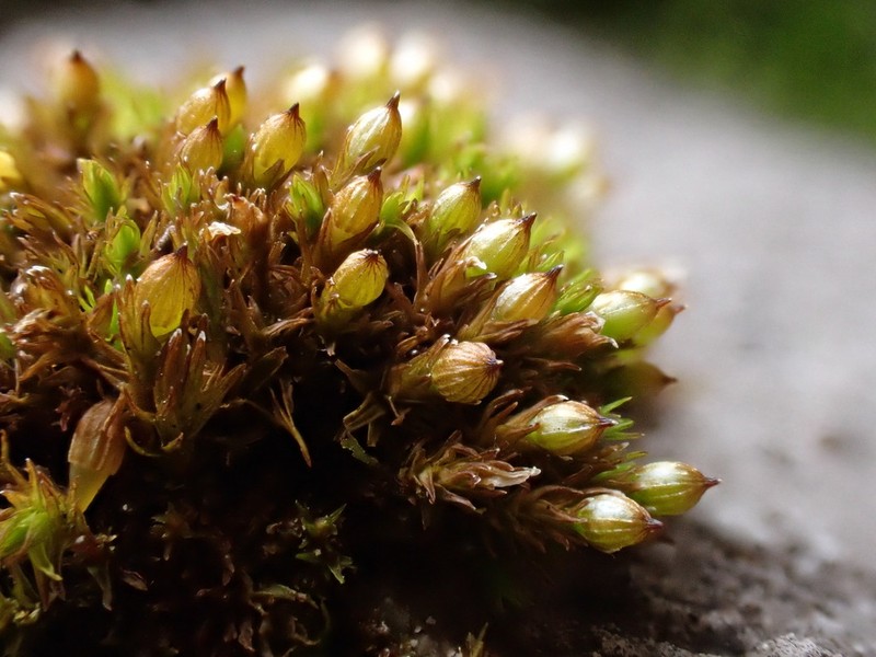 Orthotrichum Moss photo 3