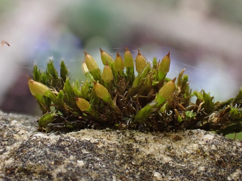 Orthotrichum Moss photo 4