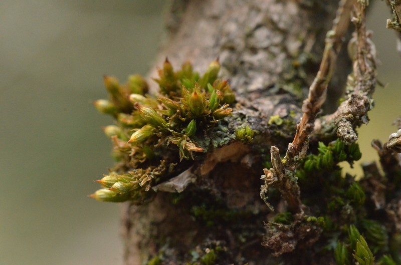 Orthotrichum Moss photo 5