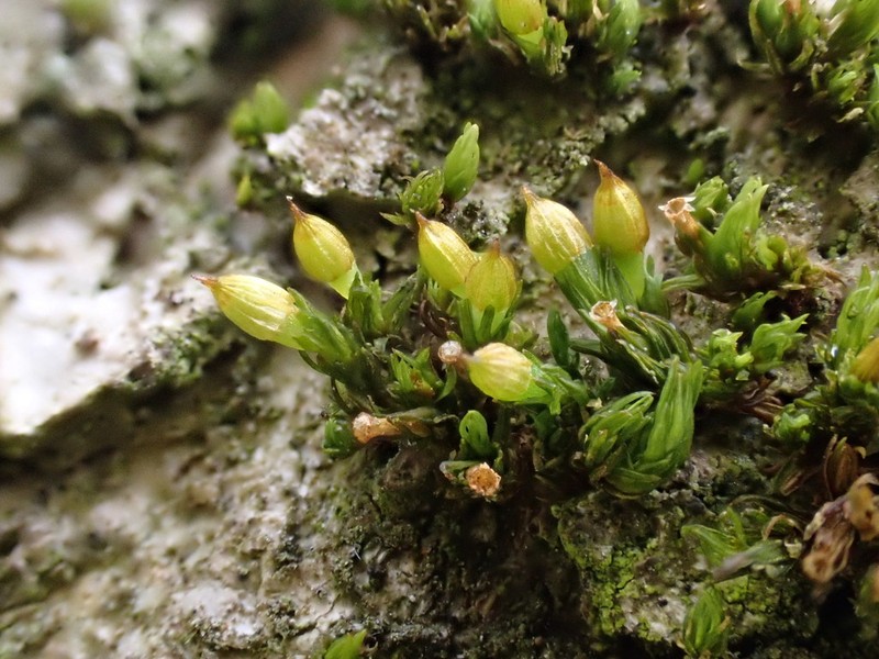 Orthotrichum Moss photo 6