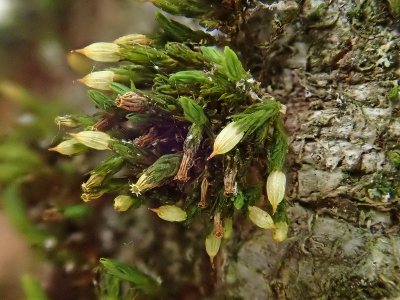 Orthotrichum Moss photo 7