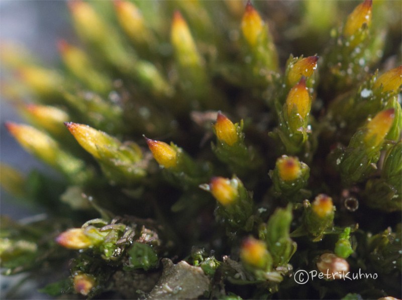 Orthotrichum Moss photo 8