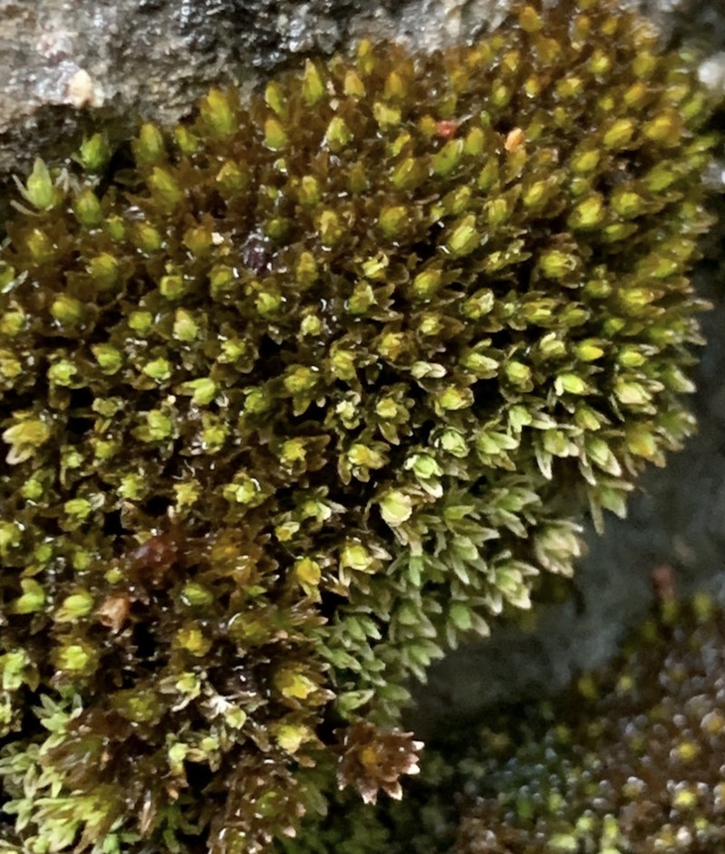 Xerophytic Limestone Moss
