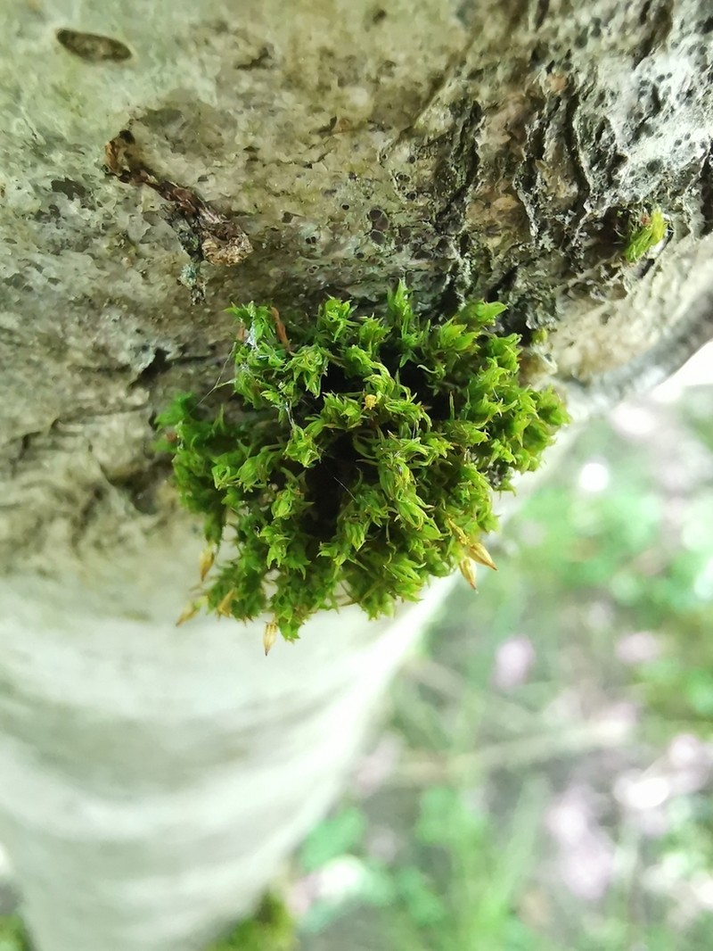 Orthotrichum Moss