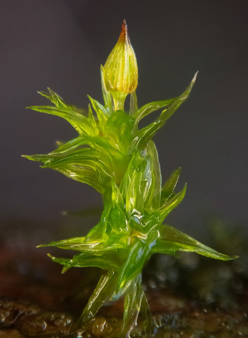 Orthotrichum Moss photo 2