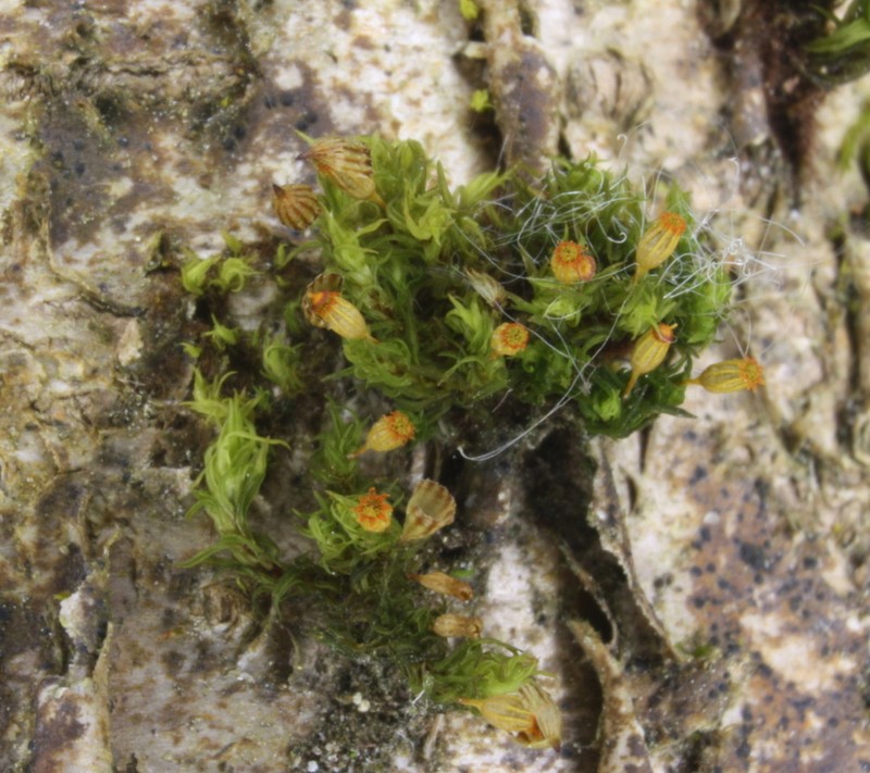 Orthotrichum Moss photo 3