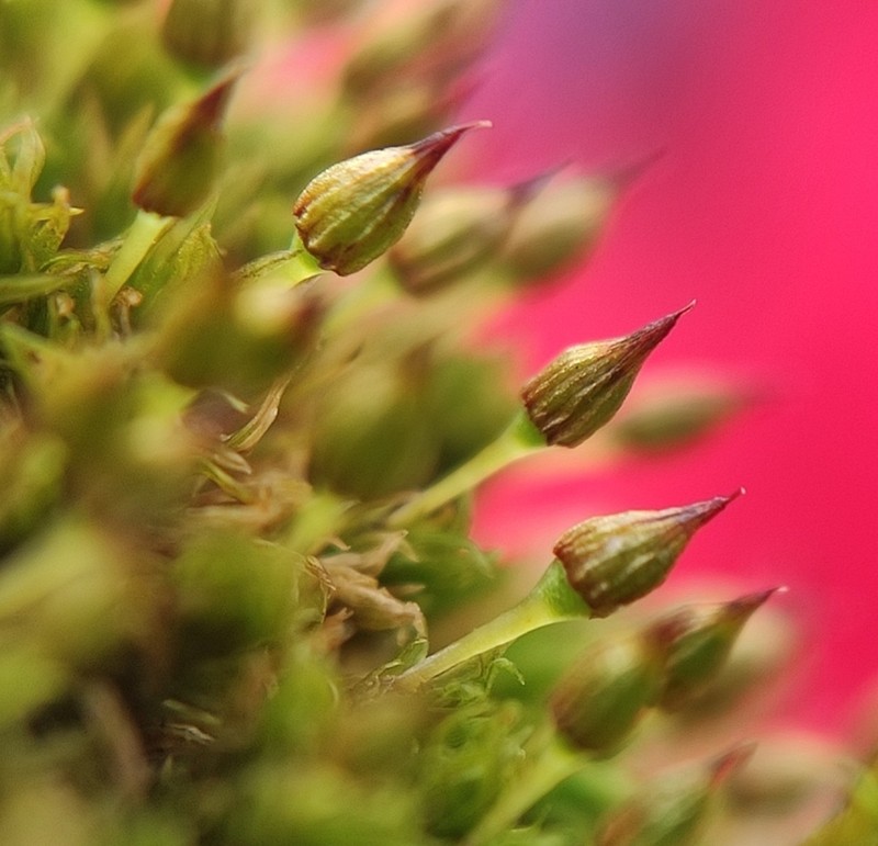 Orthotrichum Moss photo 4