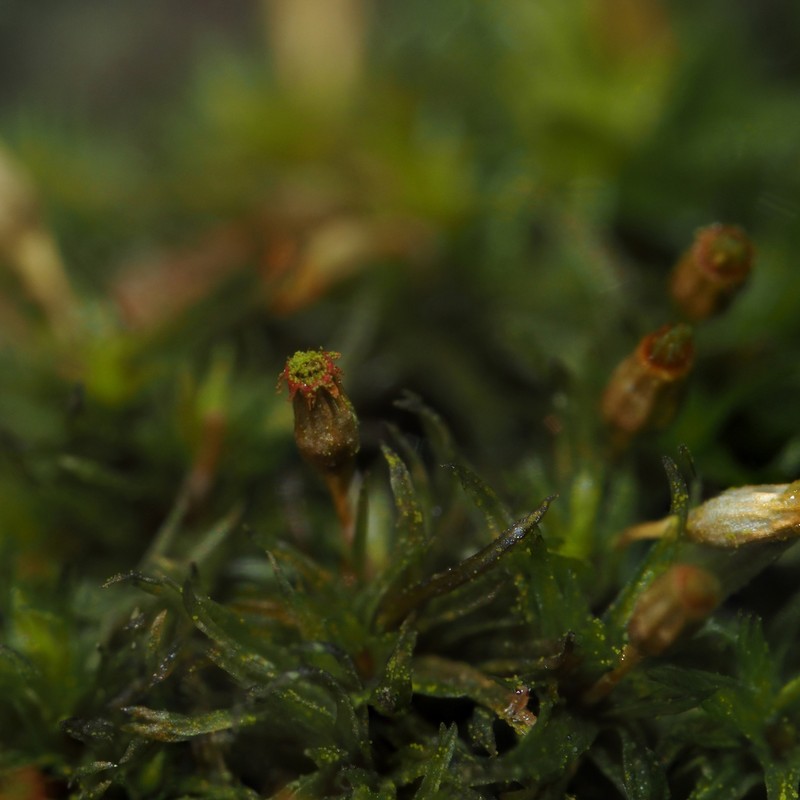 Orthotrichum Moss photo 5