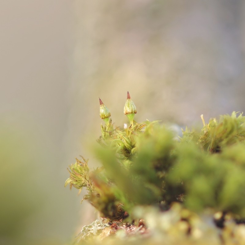 Orthotrichum Moss photo 6