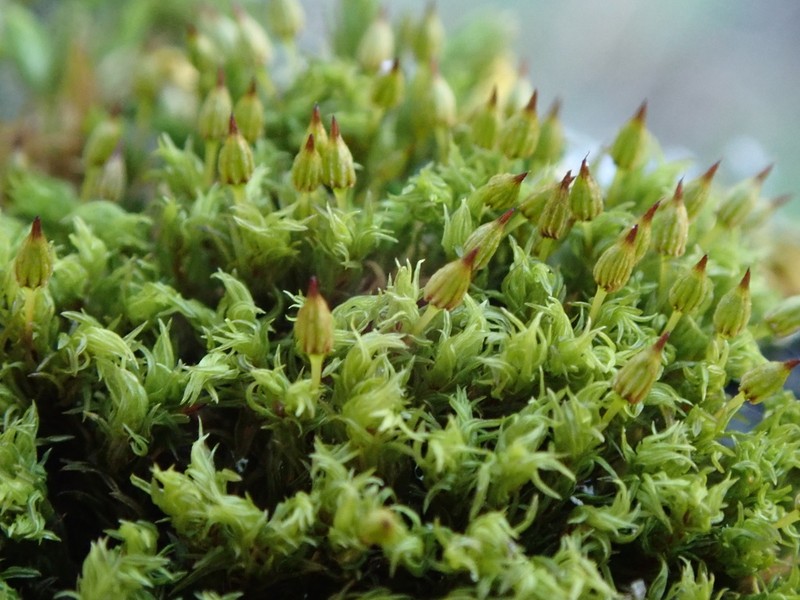 Orthotrichum Moss photo 7