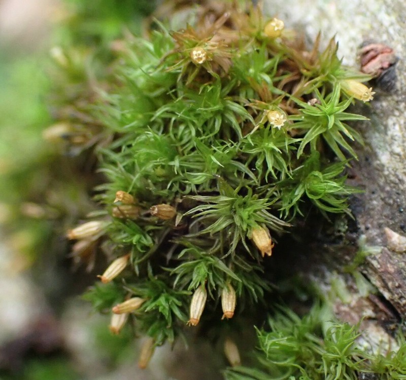 Orthotrichum Moss photo 8