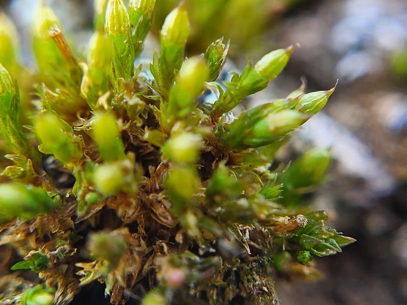 Orthotrichum Moss