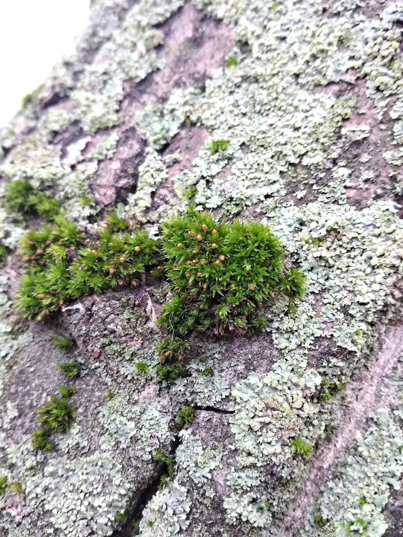 Orthotrichum Moss photo 2