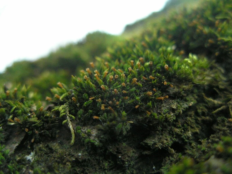 Orthotrichum Moss photo 3