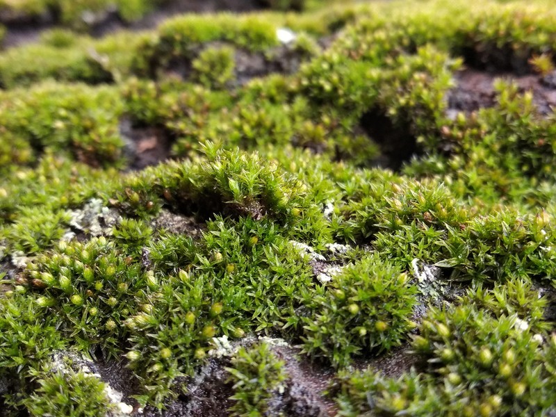 Orthotrichum Moss photo 4