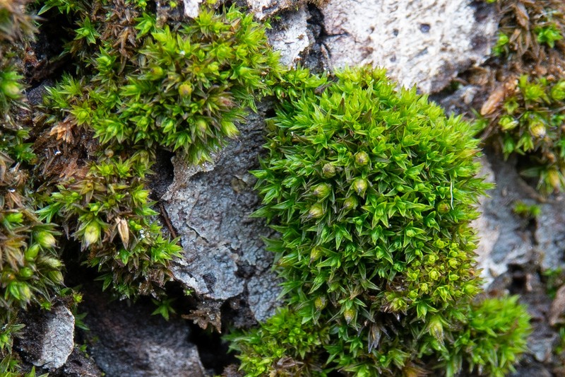 Orthotrichum Moss photo 5