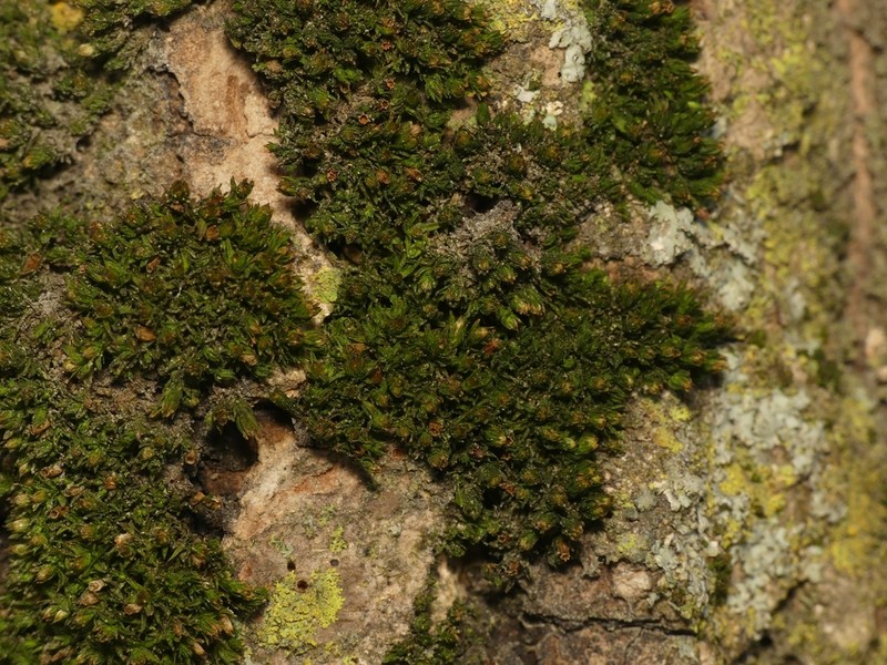 Orthotrichum Moss photo 6